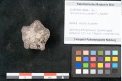 Foto (Objekt + Etikett) von Spondylostrobus smythii F.V. Mueller (NHMW-GEO-2024-0188-10404)